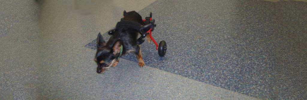Nugget Shines in Dog Wheelchair
